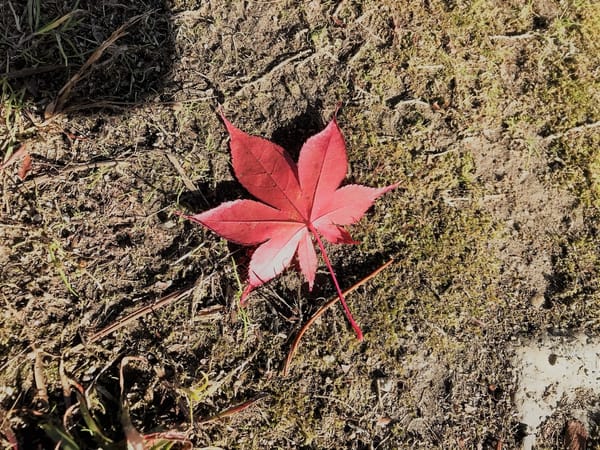 【日記】岩手公園に３０年ぶりに行ってみたら懐かしくて泣いた